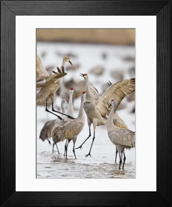 Framed Print : Sandhill cranes dancing on the Platte River near Kearney, Nebraska, USA