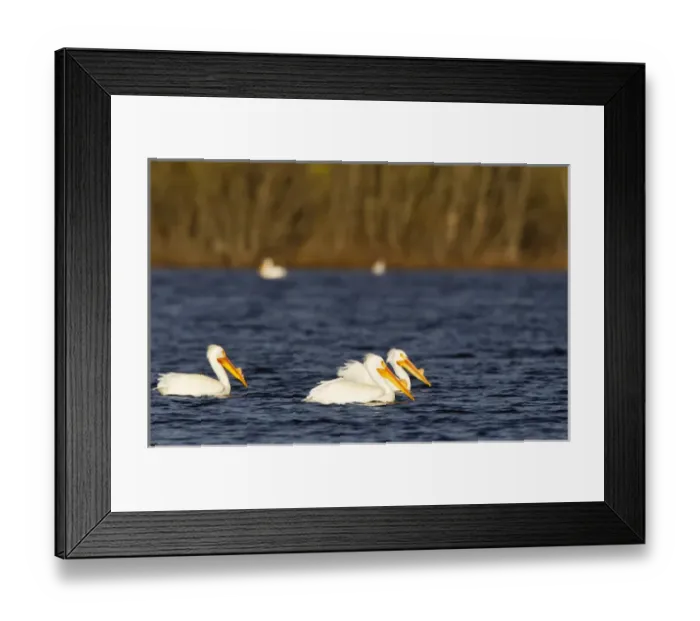 Framed Print : White Pelicans on Calamus Reservoir in Loup County, Nebraska, USA