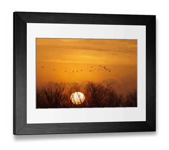 Framed Print : Sandhill cranes silhouetted aginst the rising sun as they leave the Platte River near Kearney Framed Print : Sandhill cranes silhouetted aginst the rising sun as they leave the Platte River near Kearney