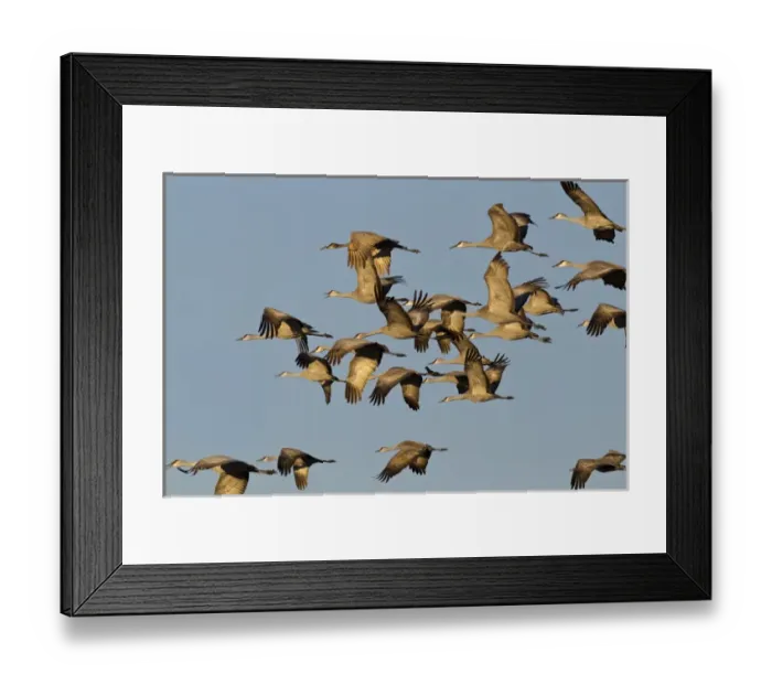 Framed Print : Sandhill cranes leave corn fields before heading to the Platte River in evening near Kearney Framed Print : Sandhill cranes leave corn fields before heading to the Platte River in evening near Kearney
