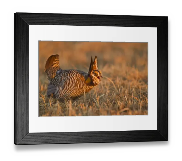 Framed Print : Male prairie chickens at lek in Loup County, Nebraska, USA Framed Print : Male prairie chickens at lek in Loup County, Nebraska, USA