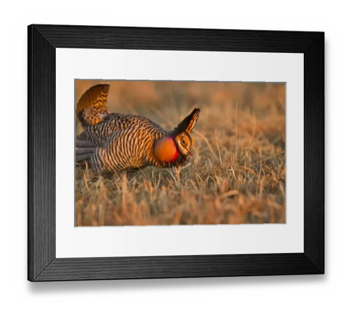 Framed Print : Male prairie chickens at lek in Loup County, Nebraska, USA Framed Print : Male prairie chickens at lek in Loup County, Nebraska, USA