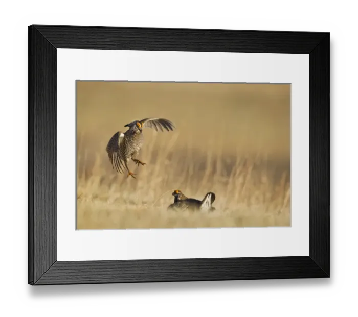 Framed Print : Male prairie chickens at lek in Loup County, Nebraska, USA