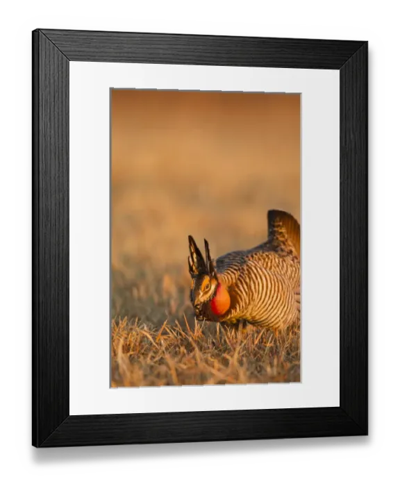 Framed Print : Male prairie chickens at lek in Loup County, Nebraska, USA Framed Print : Male prairie chickens at lek in Loup County, Nebraska, USA