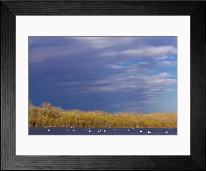 Framed Print : White Pelicans on Calamus Reservoir in Loup County, Nebraska, USA Framed Print : White Pelicans on Calamus Reservoir in Loup County, Nebraska, USA