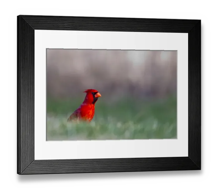 Framed Print : Northern Cardinal in Loup County, Nebraska, USA