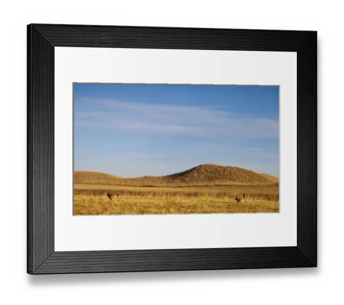 Framed Print : Male prairie chickens at lek in Loup County, Nebraska, USA Framed Print : Male prairie chickens at lek in Loup County, Nebraska, USA
