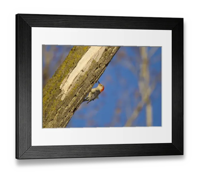 Framed Print : Red-bellied woopecker in tree near Kearney, Nebraska, USA Framed Print : Red-bellied woopecker in tree near Kearney, Nebraska, USA