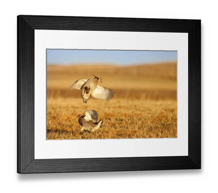 Framed Print : Male prairie chickens at lek in Loup County, Nebraska, USA