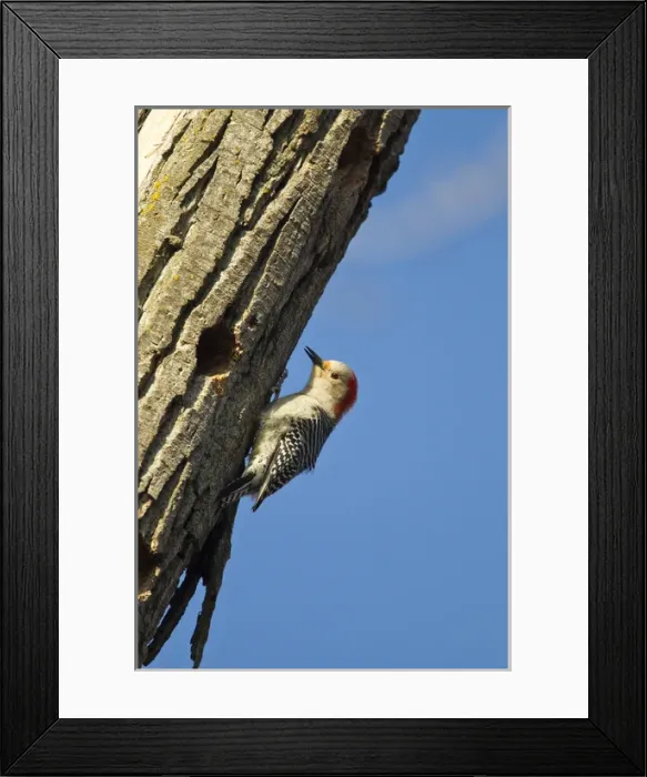 Framed Print : Red-bellied woopecker in tree near Kearney, Nebraska, USA Framed Print : Red-bellied woopecker in tree near Kearney, Nebraska, USA