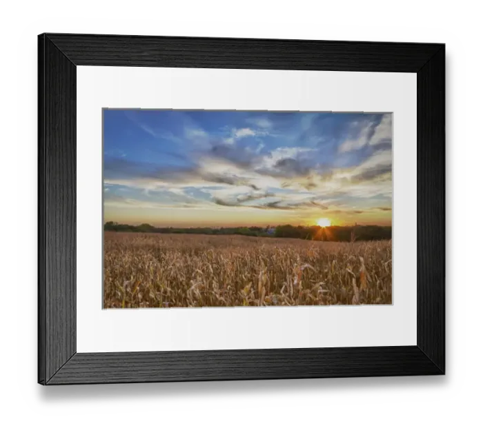 Framed Print : USA, Nebraska, near Omaha. A cornfield at sunset Framed Print : USA, Nebraska, near Omaha. A cornfield at sunset