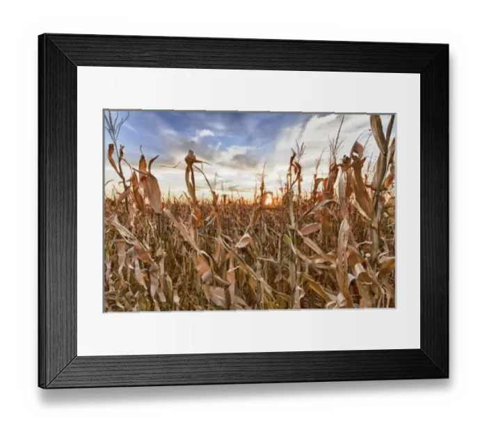 Framed Print : USA, Nebraska, near Omaha. Sunset over a cornfield in the fall