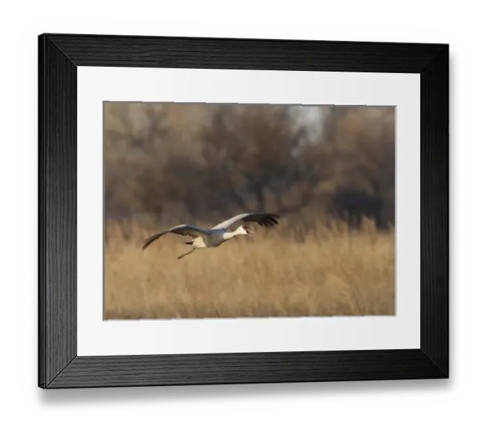 Framed Print : Sandhill crane (Grus canadensis) flying at dusk, Platte river, Nebraska Framed Print : Sandhill crane (Grus canadensis) flying at dusk, Platte river, Nebraska