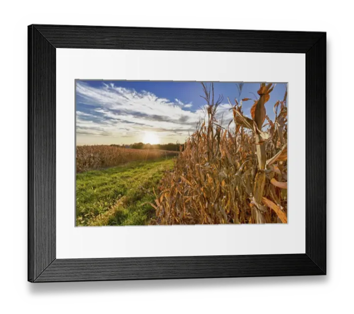 Framed Print : USA, Nebraska, near Omaha. Cornfield at Sunset
