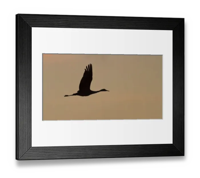 Framed Print : Sandhill crane (Grus canadensis) flying at dawn, Platte river, Nebraska Framed Print : Sandhill crane (Grus canadensis) flying at dawn, Platte river, Nebraska