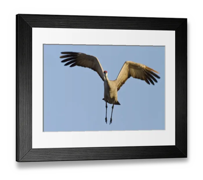 Framed Print : Sandhill crane (Grus canadensis), Platte river, Nebraska Framed Print : Sandhill crane (Grus canadensis), Platte river, Nebraska
