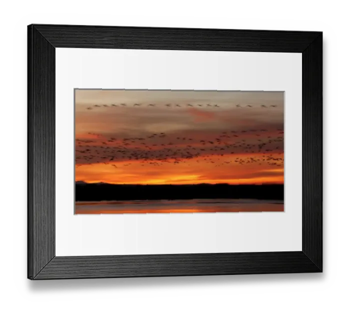 Framed Print : USA, New Mexico, Bosque del Apache National Wildlife Refuge. Snow geese fly in a blur at sunrise Framed Print : USA, New Mexico, Bosque del Apache National Wildlife Refuge. Snow geese fly in a blur at sunrise