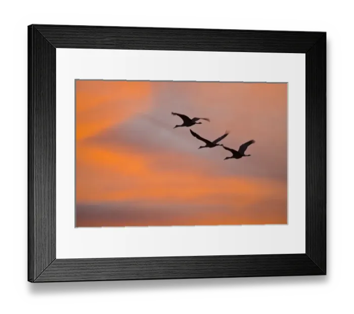 Framed Print : USA, New Mexico, Bosque del Apache National Wildlife Refuge Framed Print : USA, New Mexico, Bosque del Apache National Wildlife Refuge