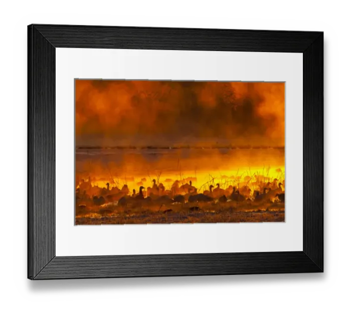 Framed Print : USA, New Mexico, Bosque del Apache National Wildlife Refuge. Snow geese in foggy sunrise Framed Print : USA, New Mexico, Bosque del Apache National Wildlife Refuge. Snow geese in foggy sunrise
