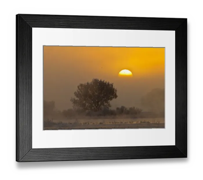 Framed Print : USA, New Mexico, Bosque del Apache National Wildlife Refuge. Snow geese in fog at sunrise Framed Print : USA, New Mexico, Bosque del Apache National Wildlife Refuge. Snow geese in fog at sunrise