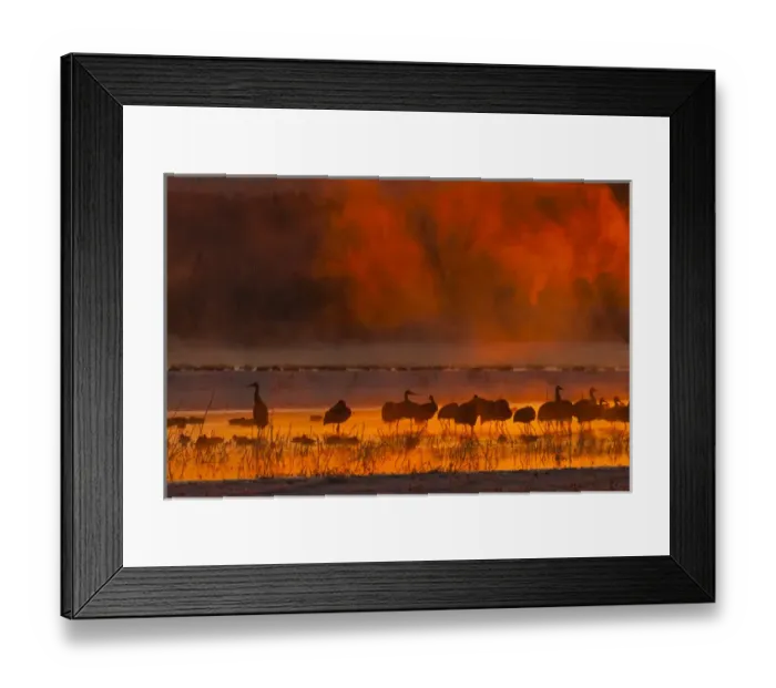 Framed Print : USA, New Mexico, Bosque del Apache National Wildlife Refuge. Sandhill cranes in sunrise fog Framed Print : USA, New Mexico, Bosque del Apache National Wildlife Refuge. Sandhill cranes in sunrise fog