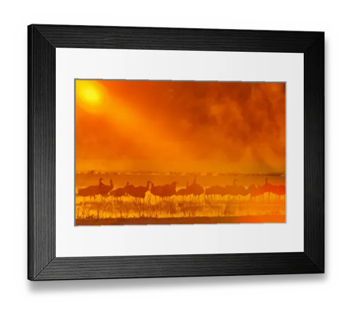 Framed Print : USA, New Mexico, Bosque del Apache National Wildlife Refuge. Sandhill cranes in sunrise fog Framed Print : USA, New Mexico, Bosque del Apache National Wildlife Refuge. Sandhill cranes in sunrise fog