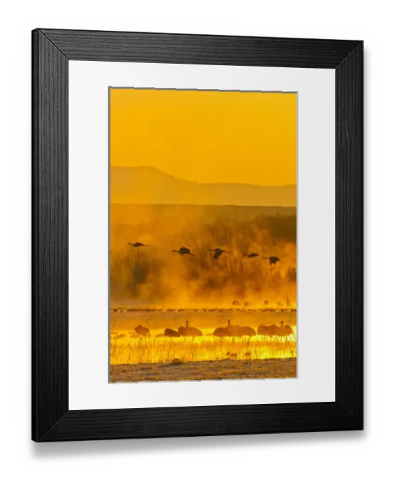 Framed Print : USA, New Mexico, Bosque del Apache National Wildlife Refuge. Sandhill cranes in sunrise fog Framed Print : USA, New Mexico, Bosque del Apache National Wildlife Refuge. Sandhill cranes in sunrise fog