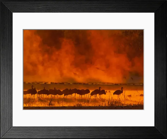 Framed Print : USA, New Mexico, Bosque del Apache National Wildlife Refuge. Sandhill cranes in sunrise fog