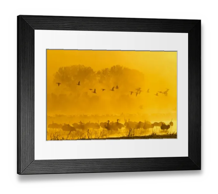 Framed Print : USA, New Mexico, Bosque del Apache National Wildlife Refuge Framed Print : USA, New Mexico, Bosque del Apache National Wildlife Refuge