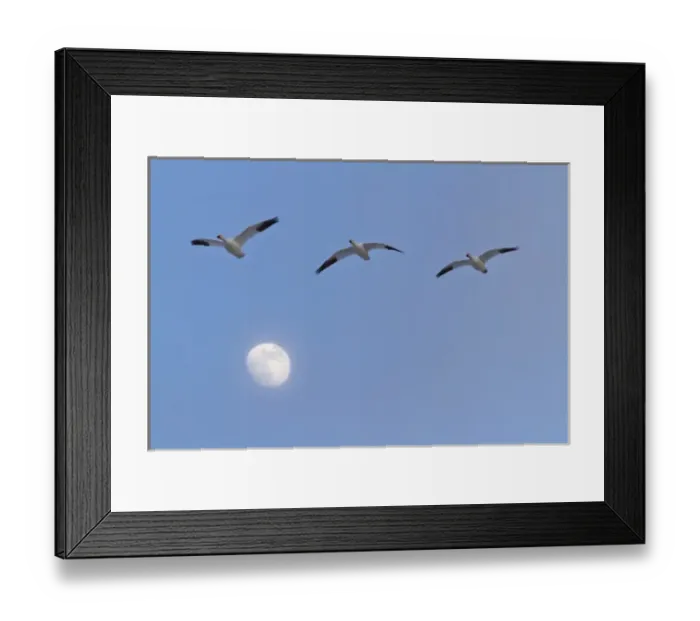 Framed Print : USA, New Mexico, Bosque del Apache National Wildlife Refuge. Snow geese flying by rising moon