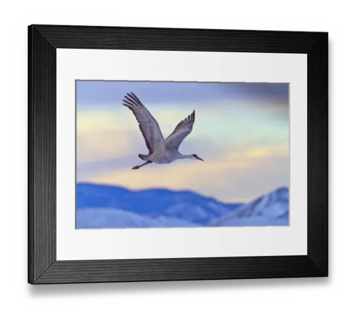 Framed Print : USA, New Mexico, Bosque del Apache National Wildlife Refuge. Sandhill crane flying at sunset
