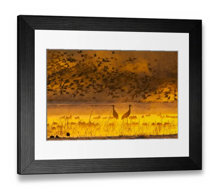 Framed Print : USA, New Mexico, Bosque del Apache National Wildlife Refuge
