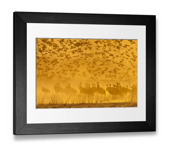 Framed Print : USA, New Mexico, Bosque del Apache National Wildlife Refuge Framed Print : USA, New Mexico, Bosque del Apache National Wildlife Refuge