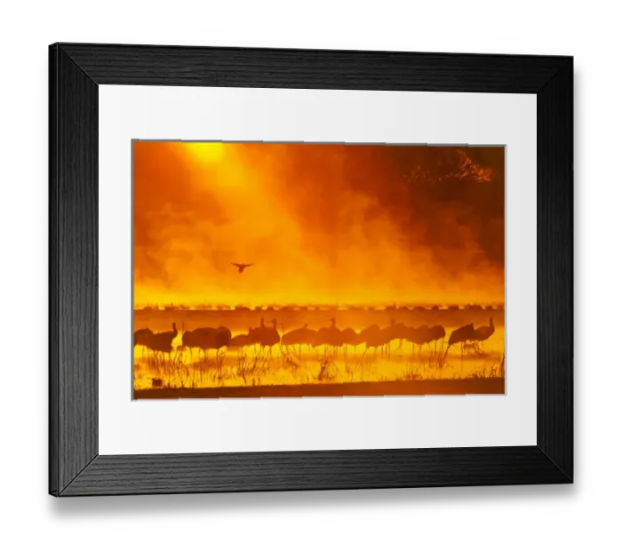 Framed Print : USA, New Mexico, Bosque del Apache National Wildlife Refuge Framed Print : USA, New Mexico, Bosque del Apache National Wildlife Refuge