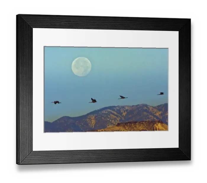 Framed Print : USA, New Mexico, Bosque del Apache National Wildlife Refuge Framed Print : USA, New Mexico, Bosque del Apache National Wildlife Refuge
