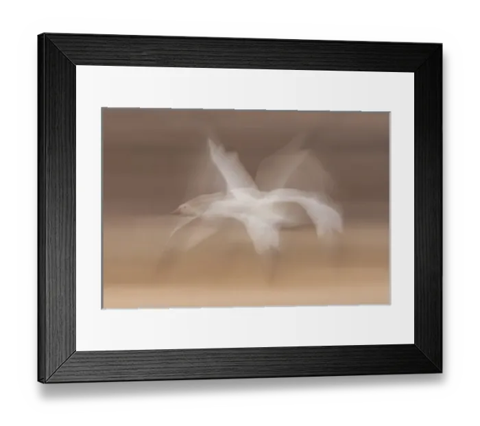 Framed Print : USA, New Mexico, Bosque Del Apache National Wildlife Refuge. snow goose in flight blur Credit as Framed Print : USA, New Mexico, Bosque Del Apache National Wildlife Refuge. snow goose in flight blur Credit as