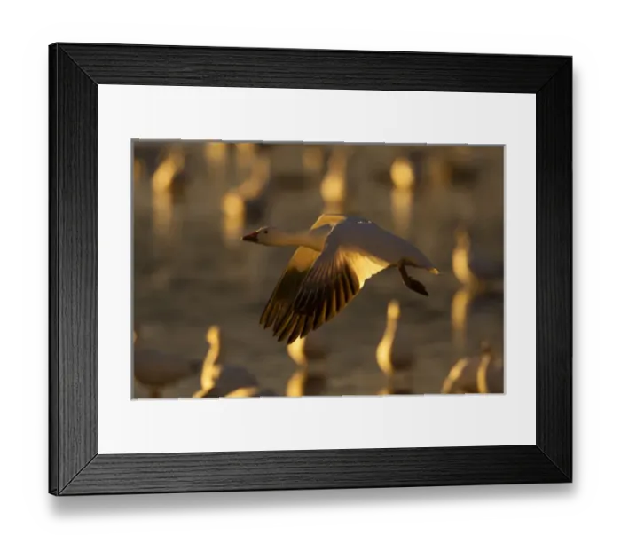 Framed Print : USA, New Mexico, Bosque Del Apache National Wildlife Refuge. Snow goose in flight Credit as Framed Print : USA, New Mexico, Bosque Del Apache National Wildlife Refuge. Snow goose in flight Credit as