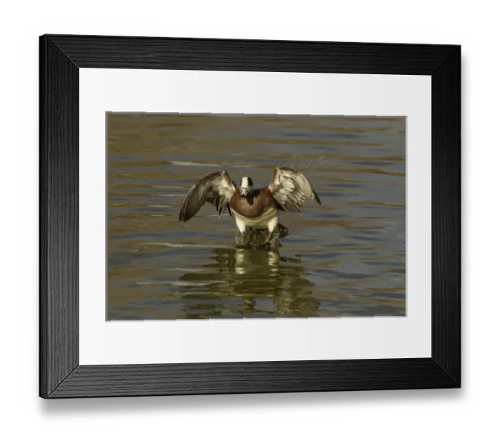 Framed Print : USA, New Mexico, Bosque Del Apache National Wildlife Refuge. American wigeon landing Credit as