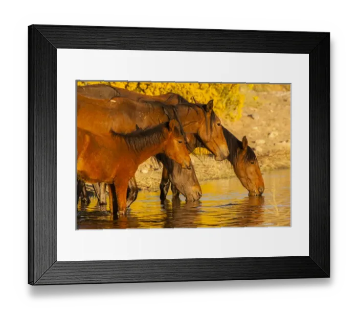 Framed Print : USA, Nevada, Reno. Close-up of wild horses drinking from pond Framed Print : USA, Nevada, Reno. Close-up of wild horses drinking from pond