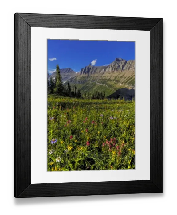 Framed Print : Alpine wildflowers with Garden Wall at Logan Pass in Glacier National Park, Montana, USA