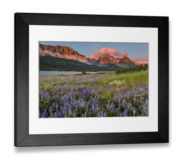 Framed Print : Prairie wildflowers in meadow in Glacier National Park, Montana, USA Framed Print : Prairie wildflowers in meadow in Glacier National Park, Montana, USA