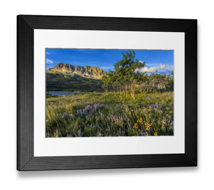 Framed Print : Prairie wildflowers in meadow in Glacier National Park, Montana, USA