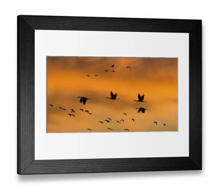 Framed Print : USA, New Mexico, Bosque del Apache National Wildlife Refuge. Sandhill cranes in flight at sunset Framed Print : USA, New Mexico, Bosque del Apache National Wildlife Refuge. Sandhill cranes in flight at sunset