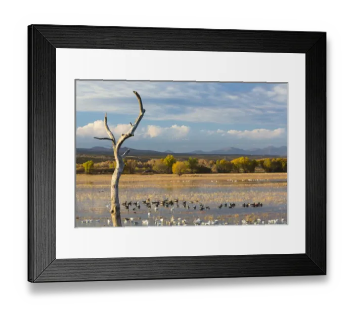 Framed Print : USA, New Mexico, Bosque del Apache National Wildlife Refuge. Canada and snow geese in water Framed Print : USA, New Mexico, Bosque del Apache National Wildlife Refuge. Canada and snow geese in water