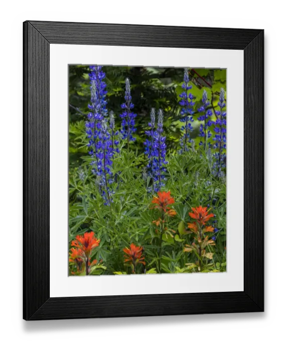 Framed Print : Lupine and Indian Paintbrush wildflowers carpet the forest floor in the Stillwater Framed Print : Lupine and Indian Paintbrush wildflowers carpet the forest floor in the Stillwater