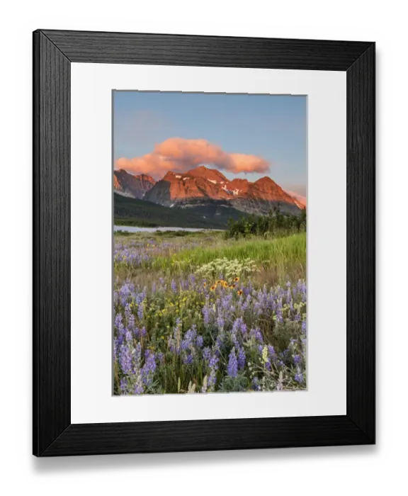 Framed Print : Prairie wildflowers in meadow in Glacier National Park, Montana, USA Framed Print : Prairie wildflowers in meadow in Glacier National Park, Montana, USA