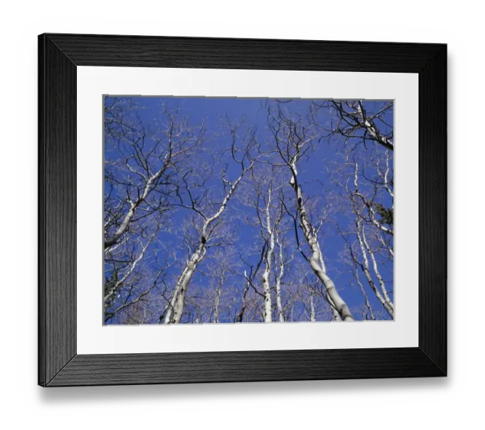 Framed Print : USA, Nevada, Great Basin National Park, Leafless quaking aspen (Populus tremuloides) Framed Print : USA, Nevada, Great Basin National Park, Leafless quaking aspen (Populus tremuloides)