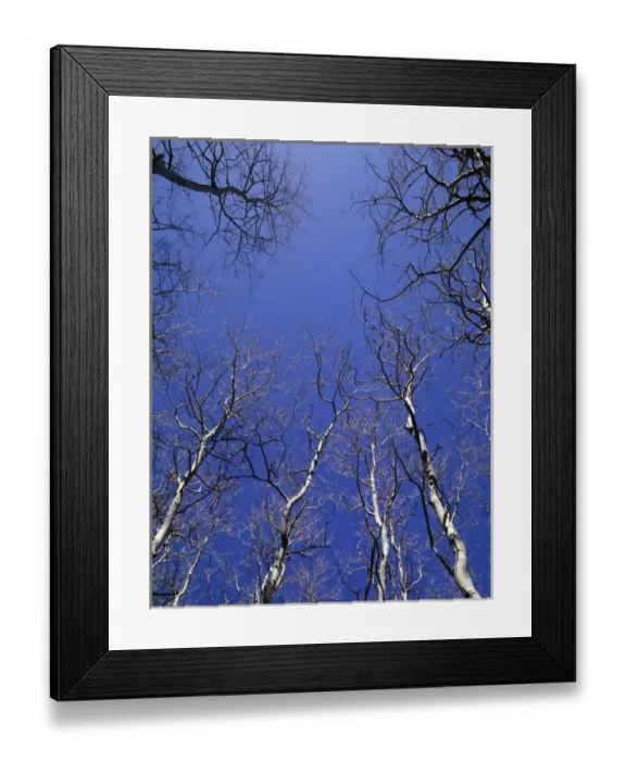 Framed Print : USA, Nevada, Great Basin National Park, Leafless quaking aspen (Populus tremuloides)