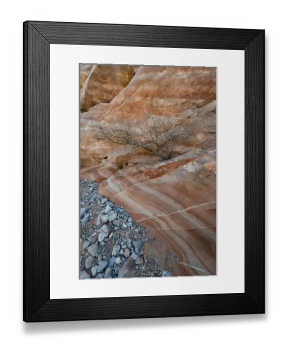 Framed Print : North America, USA, Nevada. Tree growing from crack in the rock bed in a wash, Valley Framed Print : North America, USA, Nevada. Tree growing from crack in the rock bed in a wash, Valley
