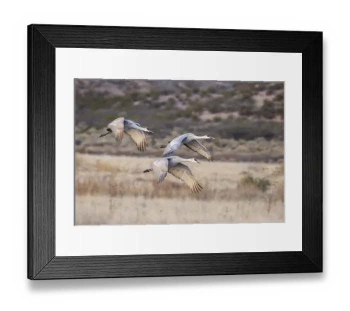 Framed Print : USA, New Mexico, Bosque Del Apache National Wildlife Refuge. Sandhill cranes in flight Framed Print : USA, New Mexico, Bosque Del Apache National Wildlife Refuge. Sandhill cranes in flight